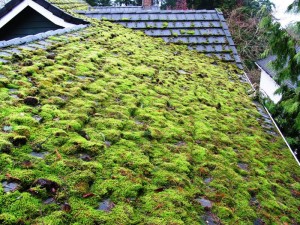 An extreme example of unchecked moss and tree debris on a 30-yr roof in a cool humid climate.